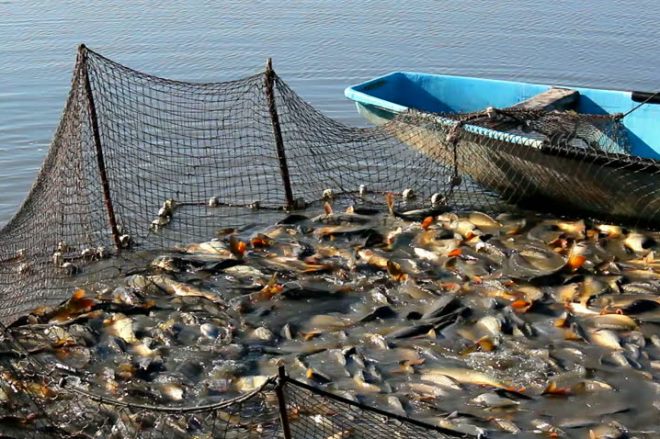 На северо-востоке Башкирии может появиться рыбоводный кластер