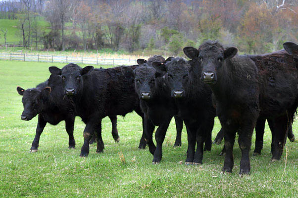 В Томской области приступили к разработке кластерной модели развития мясного скотоводства