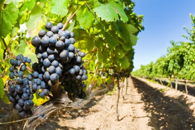 В Ростовской области успешно развивают винный кластер